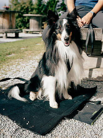 MAMO PET SPORTS | Base para perro activo