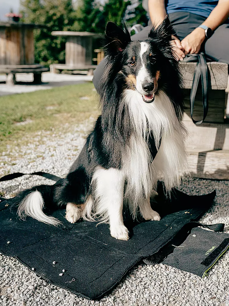 MAMO PET SPORTS | Base para perro activo | Negro